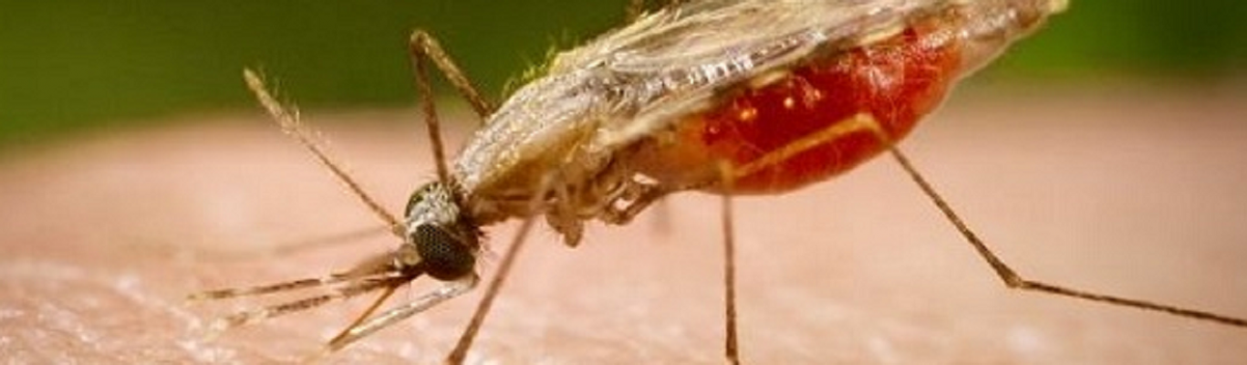 Japanese Enchephalitsi (JE) adalah penyakit yang disebarkan oleh nyamuk jenis Culex dan apabila tidak ditangani dengan cepat dan tepat dapat menyebabkan kematian